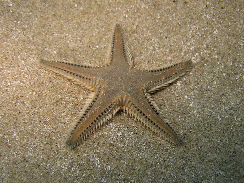 Astropecten platyacanthus (Philippi, 1837)